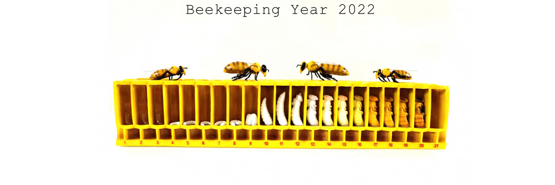 bee life cycle